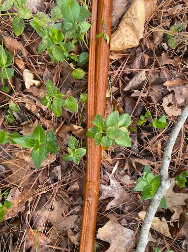 Rust-stained water line pulled from a well showing heavy iron deposits